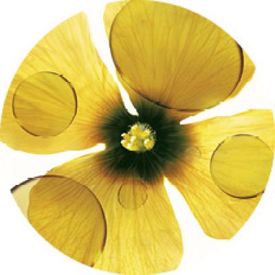 Óleo de Camelina Bio | Yves Rocher Portugal